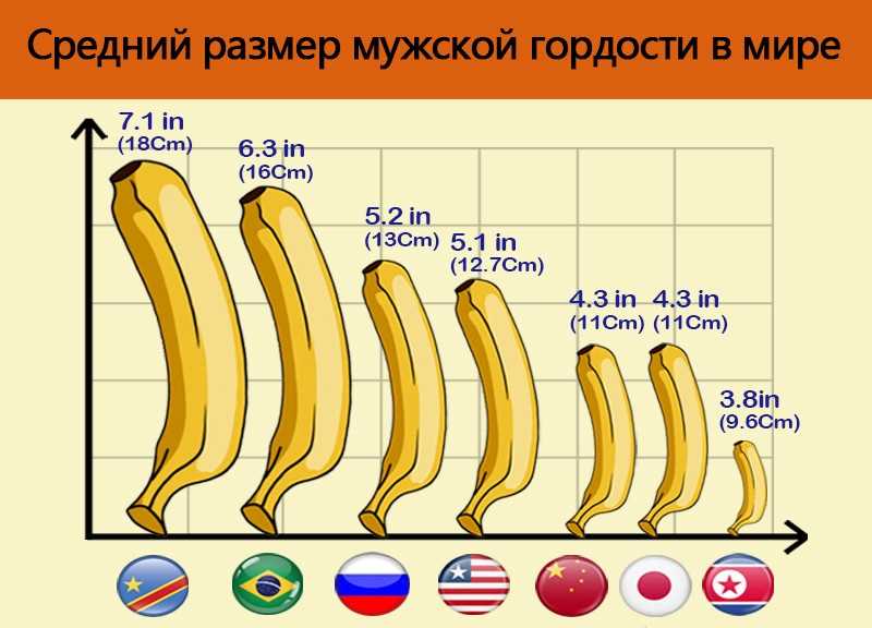 Все про диаметр члена: как измерить, какая средняя толщина пениса и от чего зависит