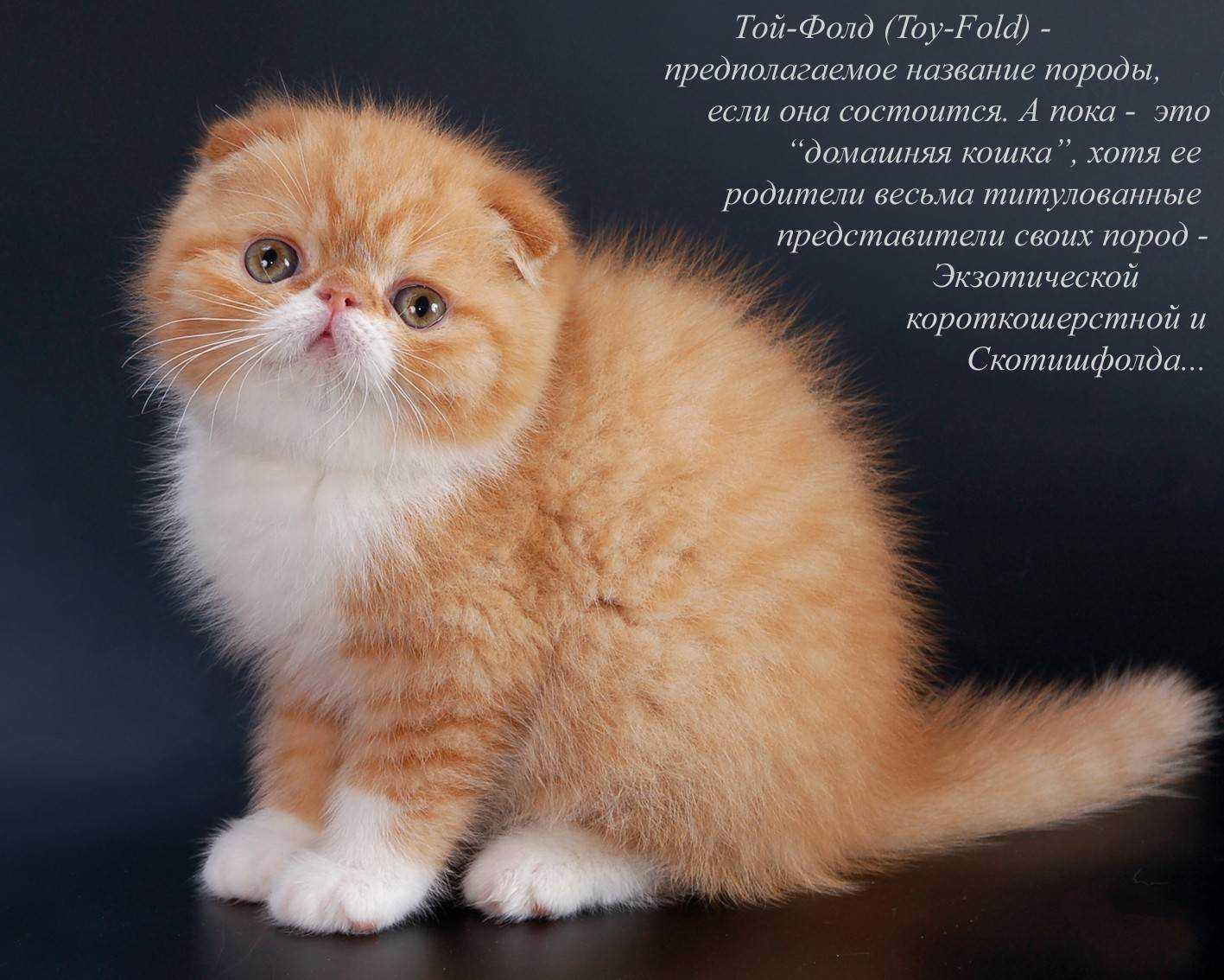 Самые добрые породы кошек - топ-14