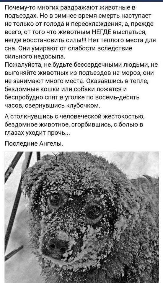 Как защитить собаку зимой: одеваем в одежду, защищаем лапы от реагентов, корректируем режим питания