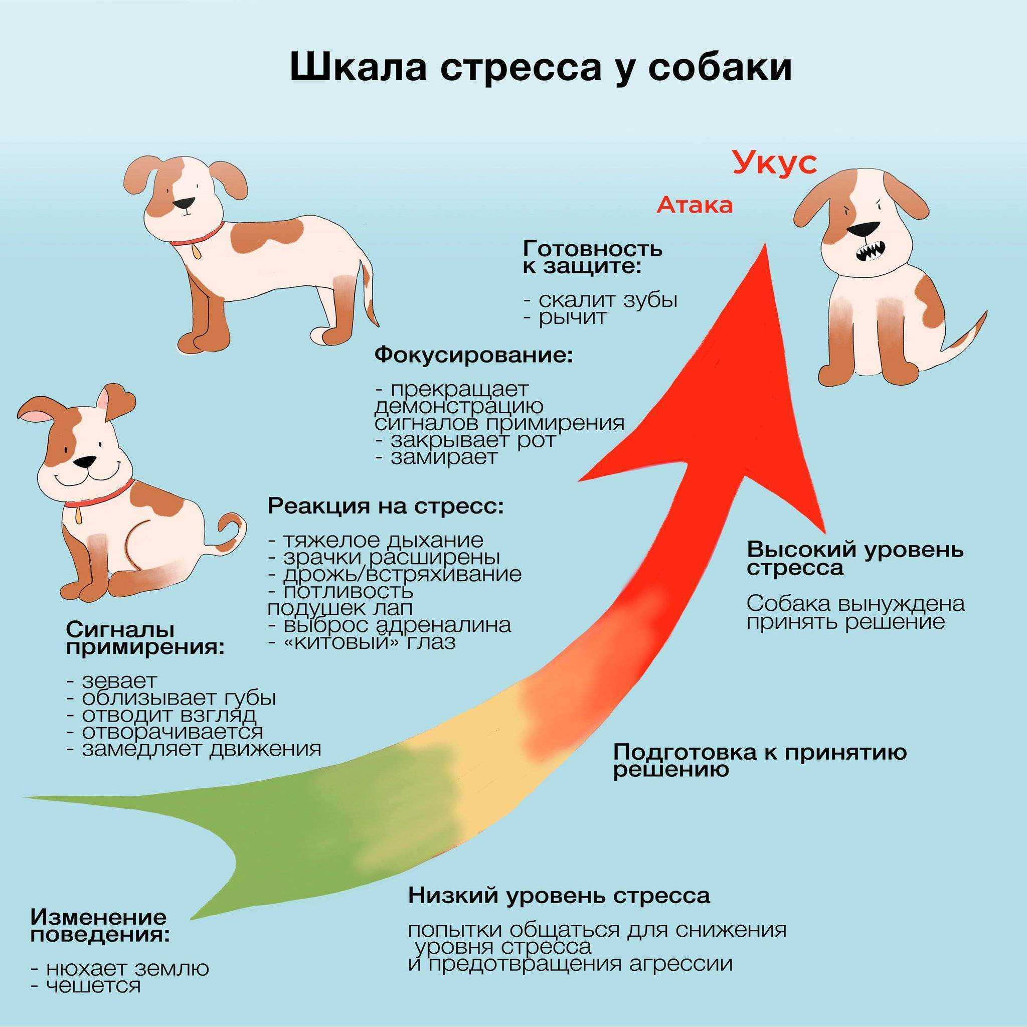 Собака не слушается команд? 3 простых полезных совета!