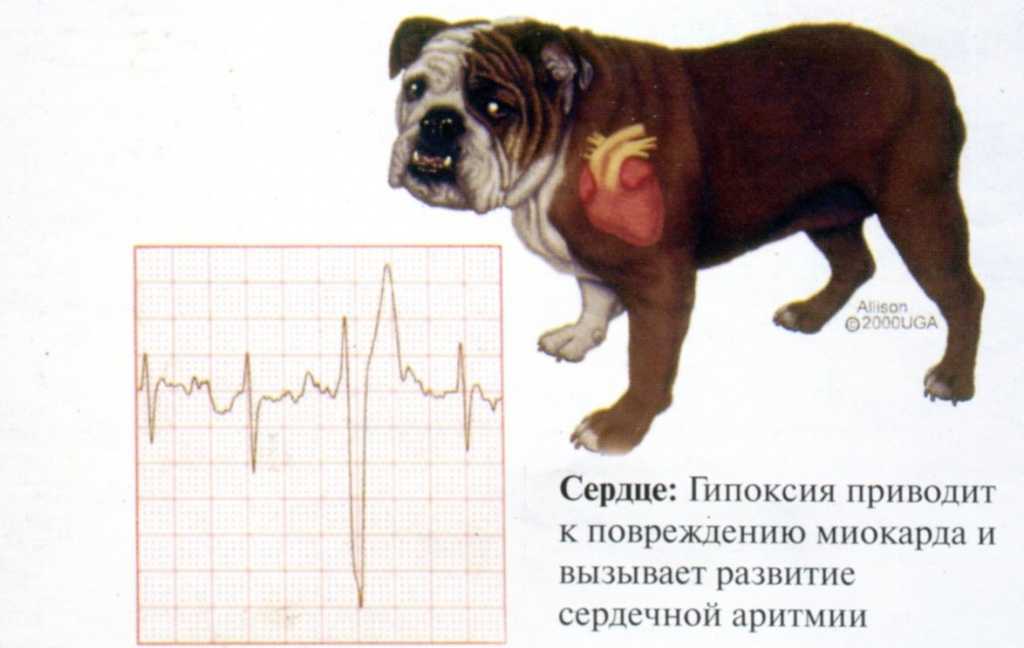Признаки и симптомы деменции у собак