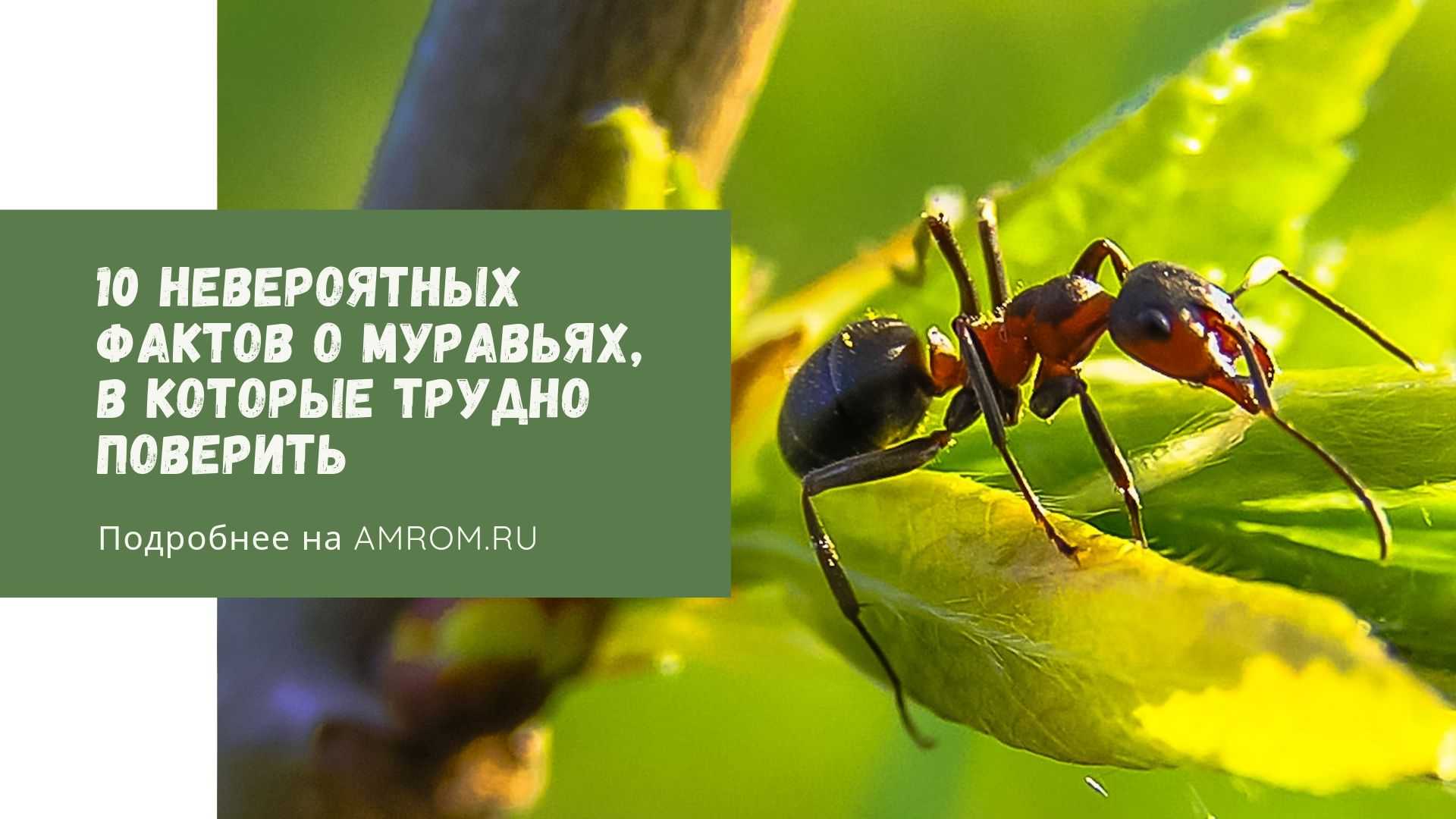 Сочинение на тему «удивительное рядом» (8-9 класс) - rumozg