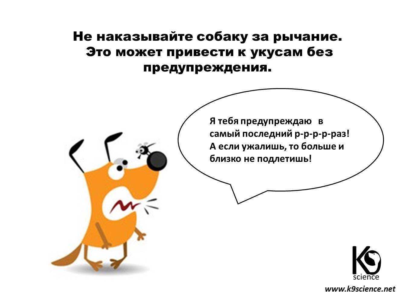 Что делать если у вас непослушная собака