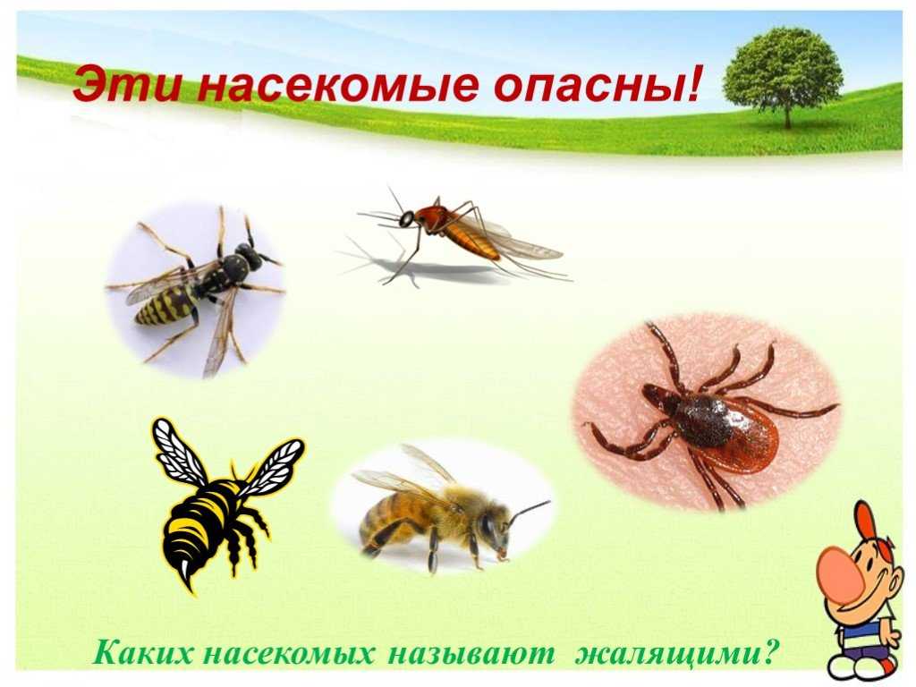 10 самых опасных насекомых для человека