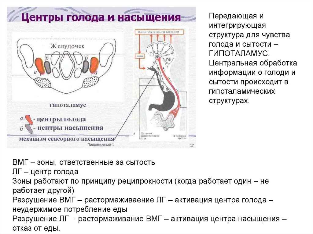 Чувство насыщения и выбор еды