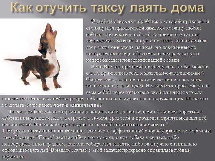 Как научить собаку слушаться