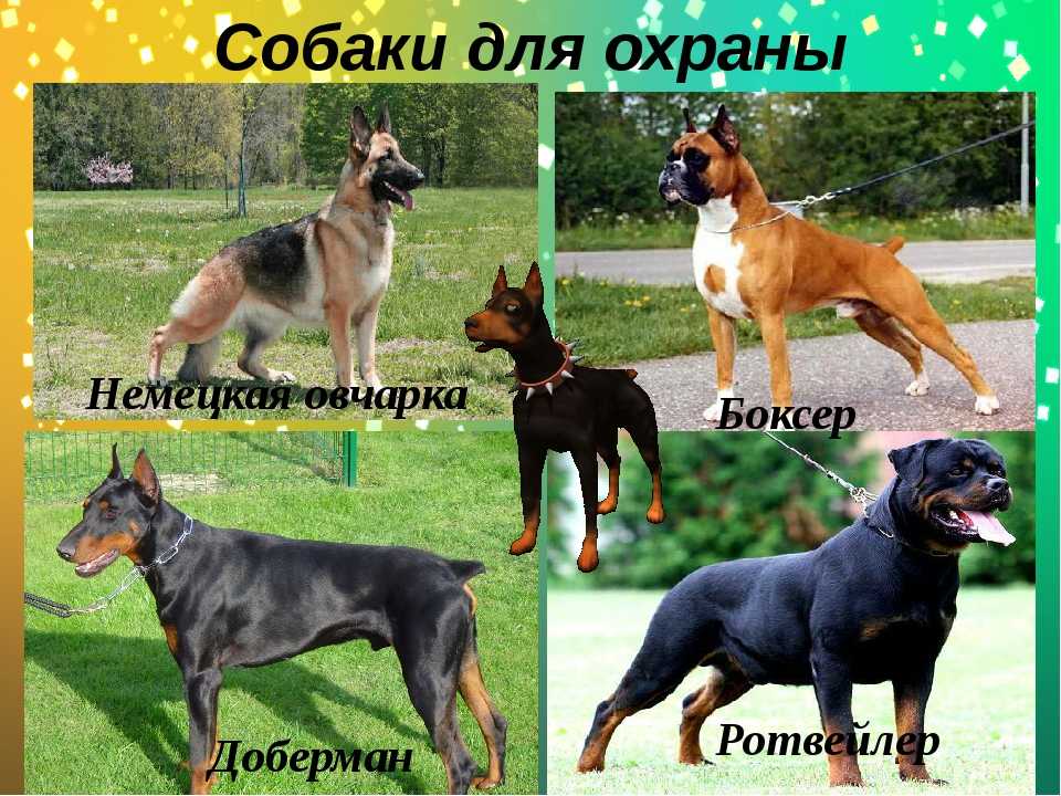 Сторожевые породы собак: средних размеров, небольшие, маленькие и большие псы для охраны частного дома. названия и описание самых лучших породистых охранных