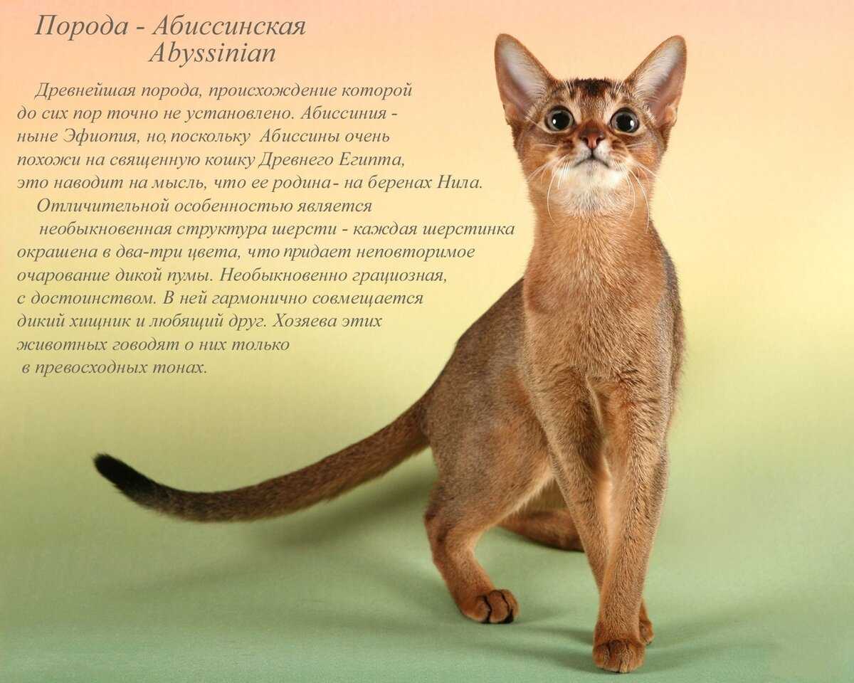 Рейтинг из 10 самых злых пород кошек в мире с описанием характера