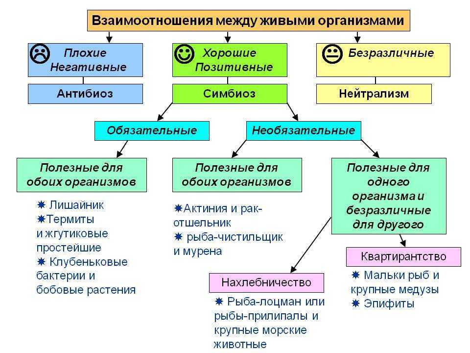 Аттракция: какие приёмы она использует и из каких механизмов состоит?