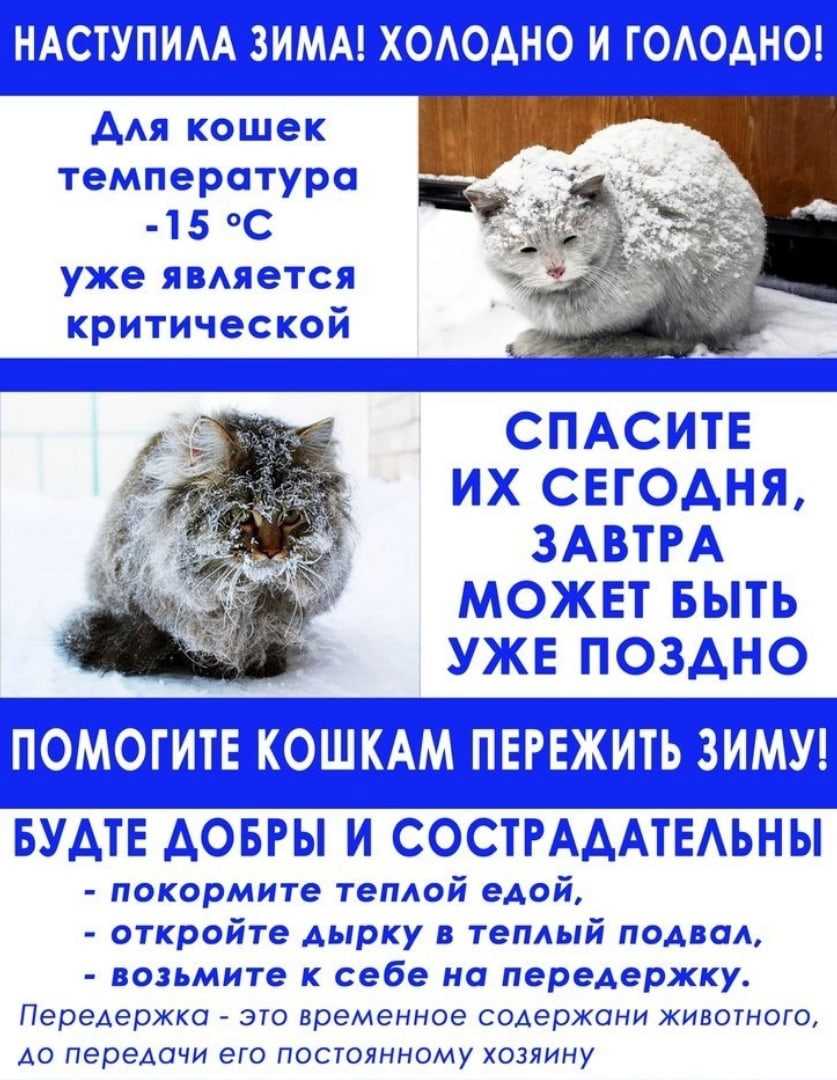 Как защитить лапы собаки от реагентов и морозов | ветмед
