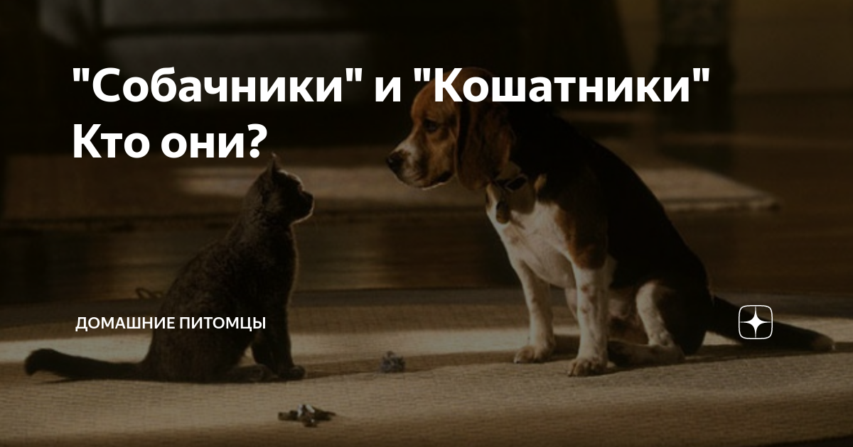 Группа ученых их Копенгагенского университета решила поставить точку в извечном вопросе: кого же все-таки люди любят больше — кошек или собак Предыдущие исследования вызывали сомнения, так как не учитывали культурные особенности разных стран
