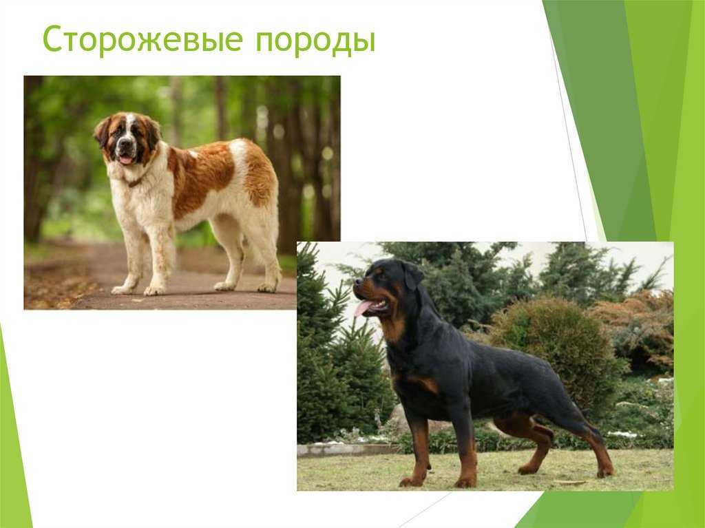 Собака-телохранитель — какую породу лучше выбрать