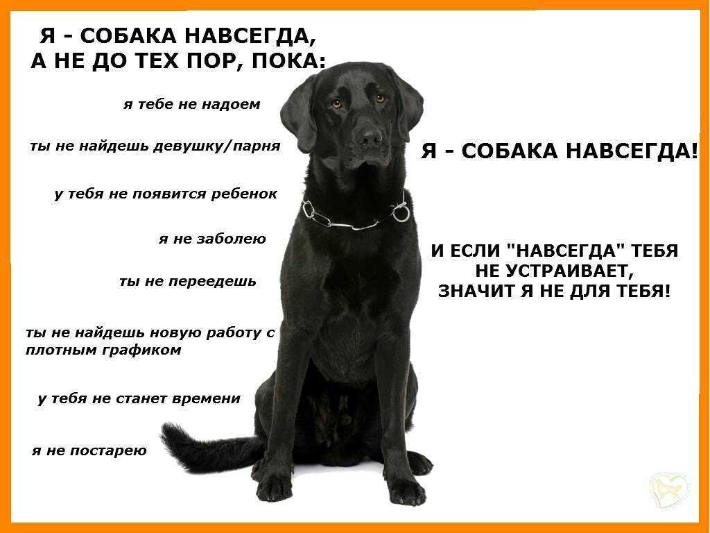 Психологическая помощь животному: им тоже нужен психолог - животные, уход за животными, зоопсихолог, стресс у животного