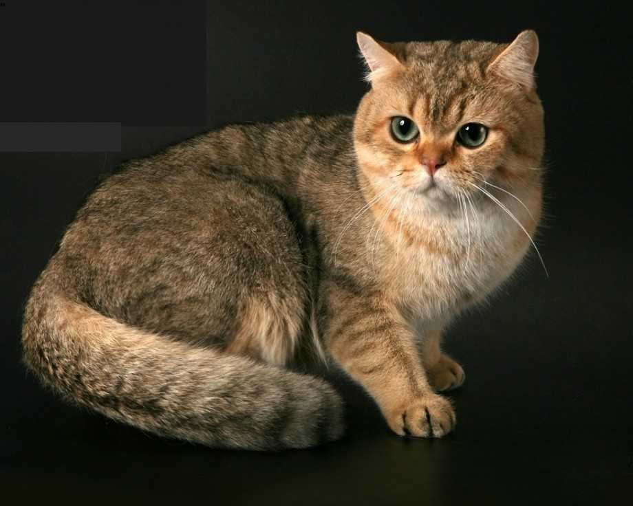Самые злые породы кошек | рейтинг ohcat