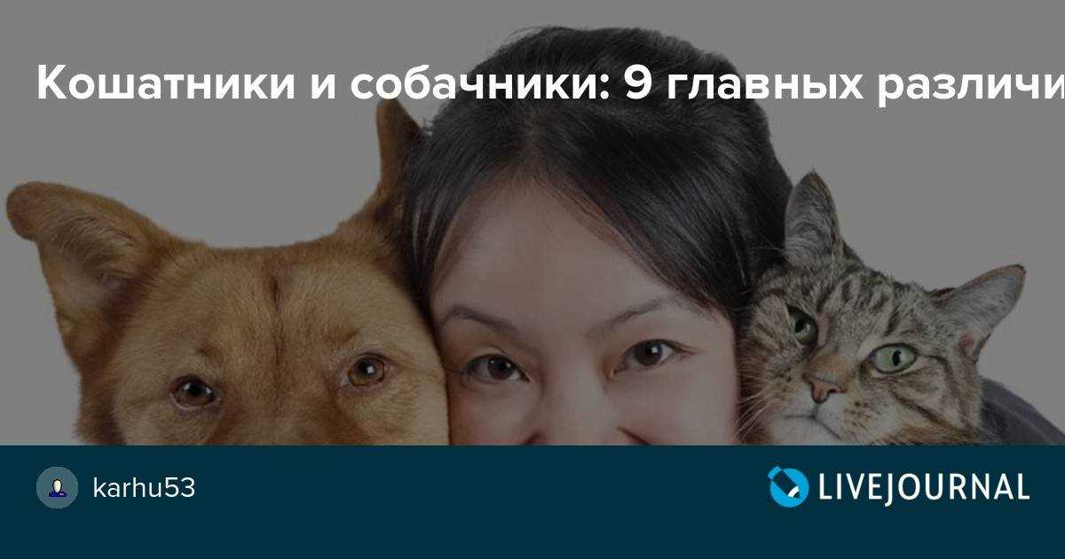 Кого в мире больше: кошатников или собачников?