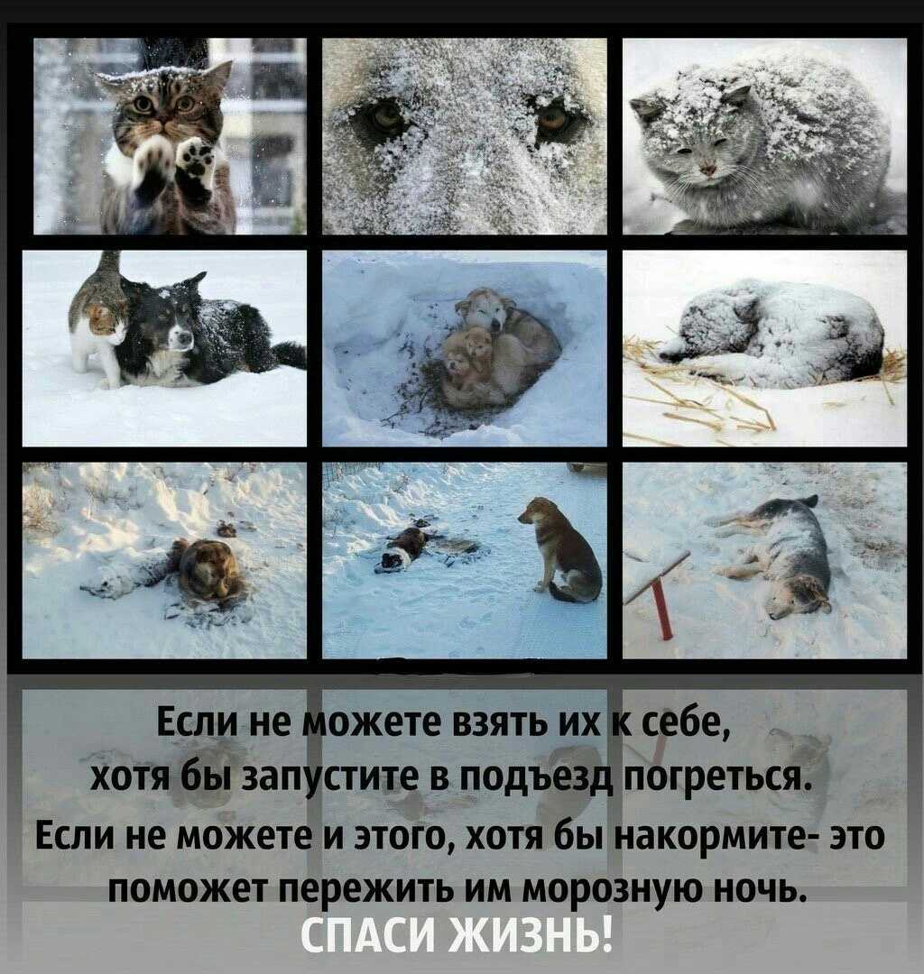 Как защитить лапы собаки от реагентов?