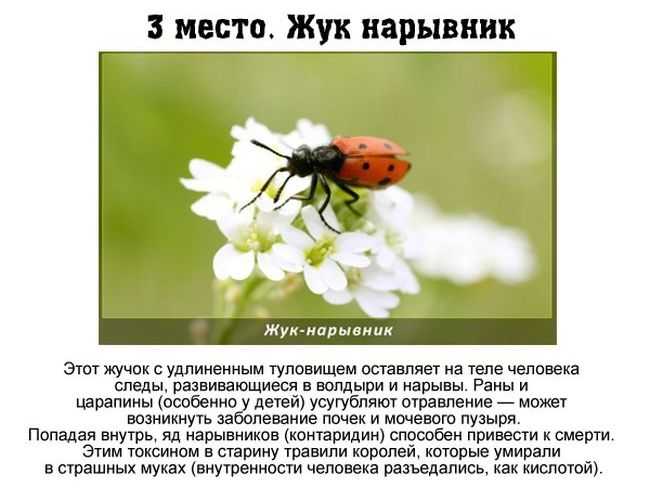 Самые опасные насекомые в мире:  фото с названиями
