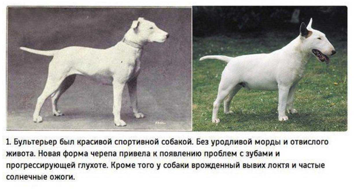 5 пород с самой короткой продолжительностью жизни