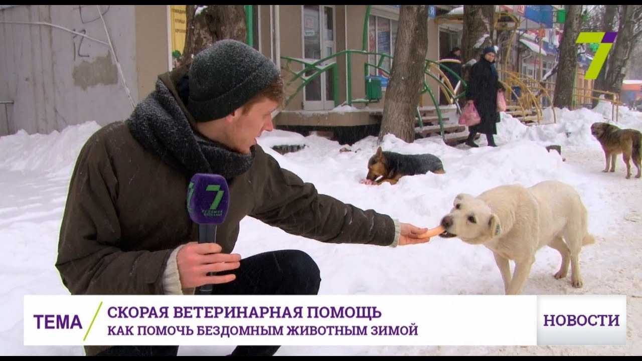 Реагенты: как спасаться и чем грозят - круглосуточная ветеринарная клиника вет-дух