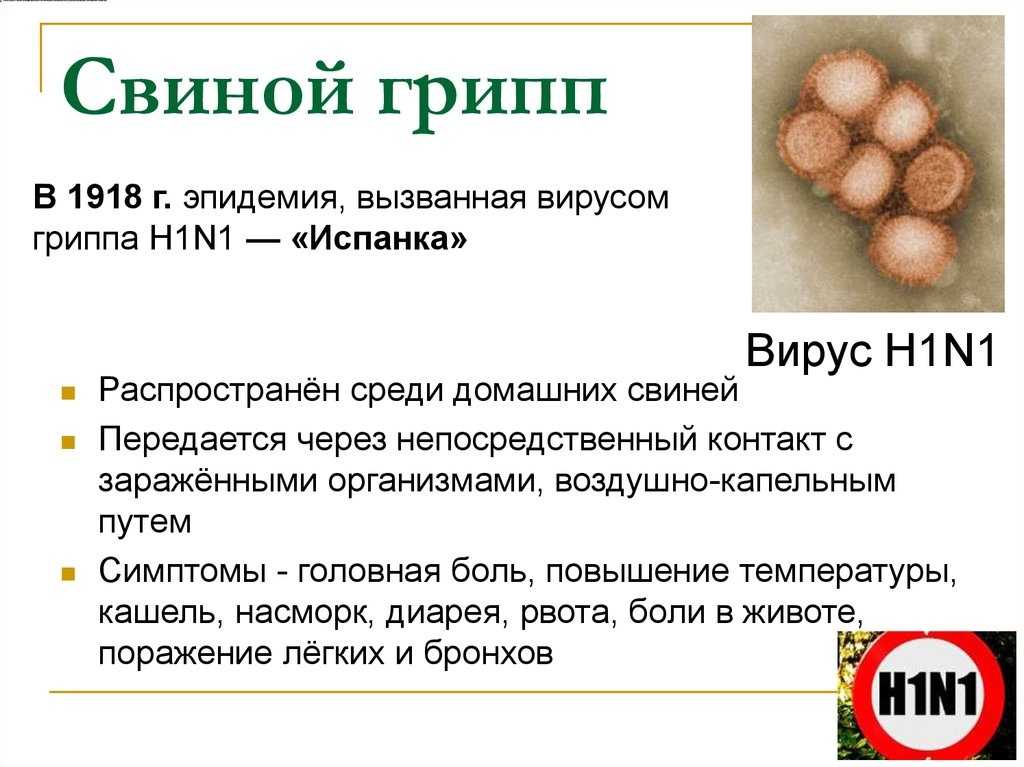 Свинство какое-то. почему новый штамм гриппа очень опасен | здоровая жизнь | здоровье | аиф аргументы и факты в беларуси