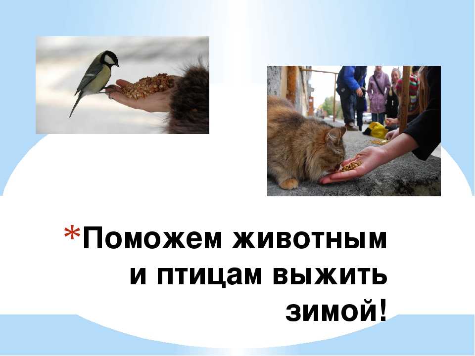 Животные синоптики проект. животные-синоптики, которые никогда не ошибаются