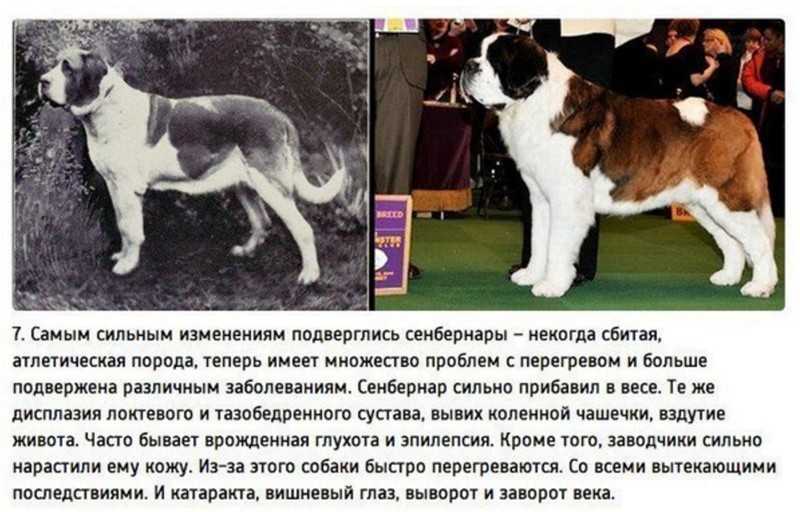 Топ-5 пород собак, которые теряются чаще всего
